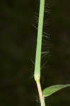 Hairy crabgrass